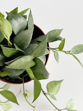 Hoya Lacunosa Mint