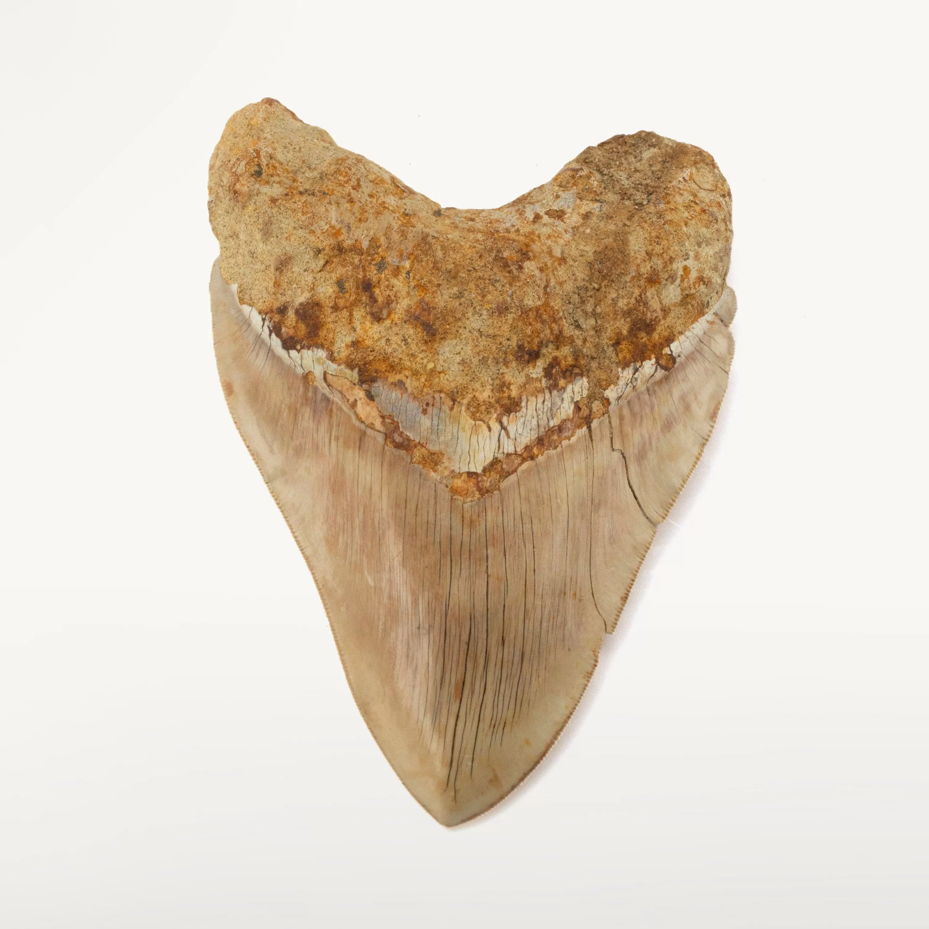 Natural Megalodon Tooth from Indonesia - 5.9