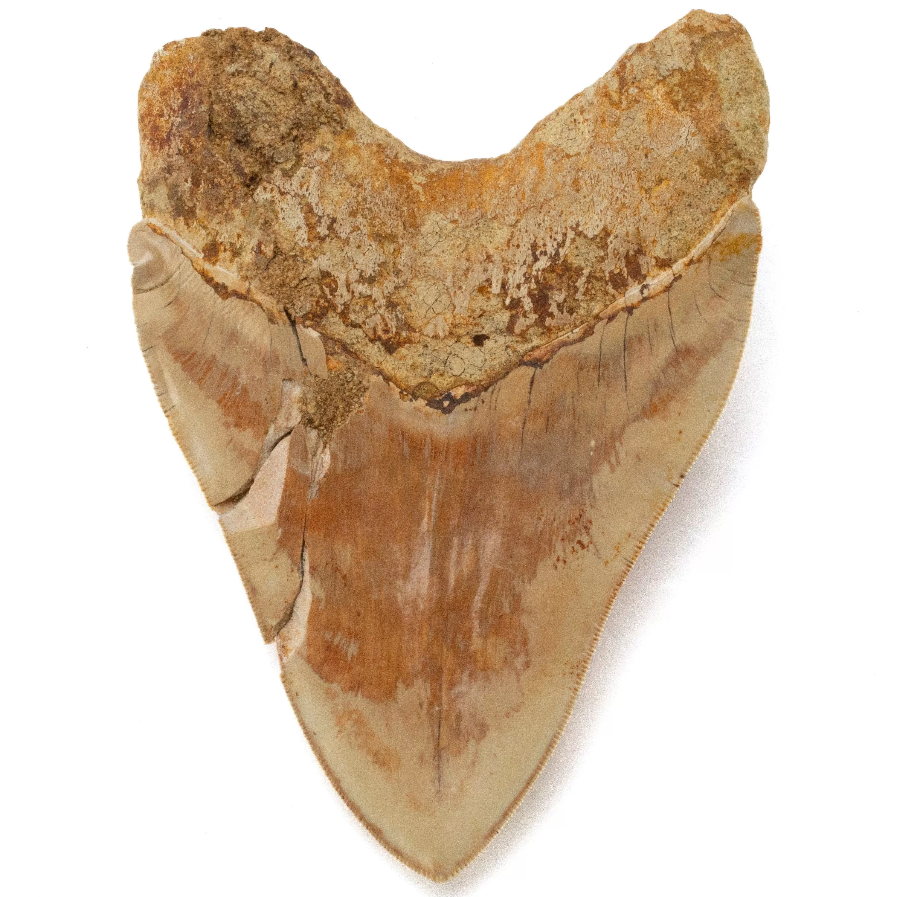 Natural Megalodon Tooth from Indonesia - 5.9