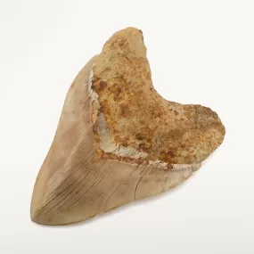 Natural Megalodon Tooth from Indonesia - 5.9